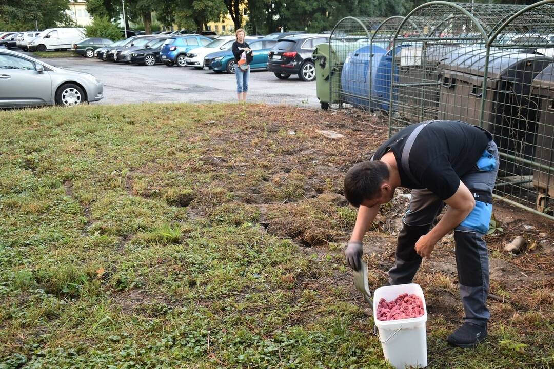 FOTO: V košickej mestskej časti Nad jazerom pokračujú v deratizácii, foto 5