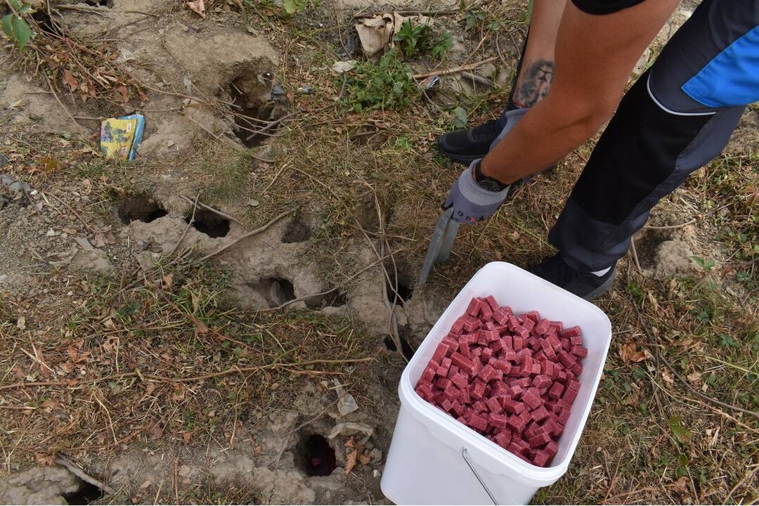 FOTO: Sídlisko Nad Jazerom bolo zamorené potkanmi, foto 1