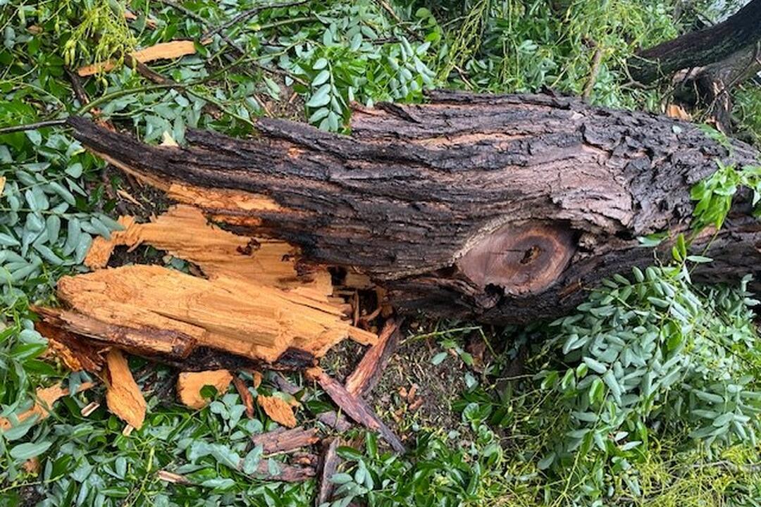 FOTO: Pri Východoslovenskom múzeu v Košiciach spadla vetva stromu, foto 4