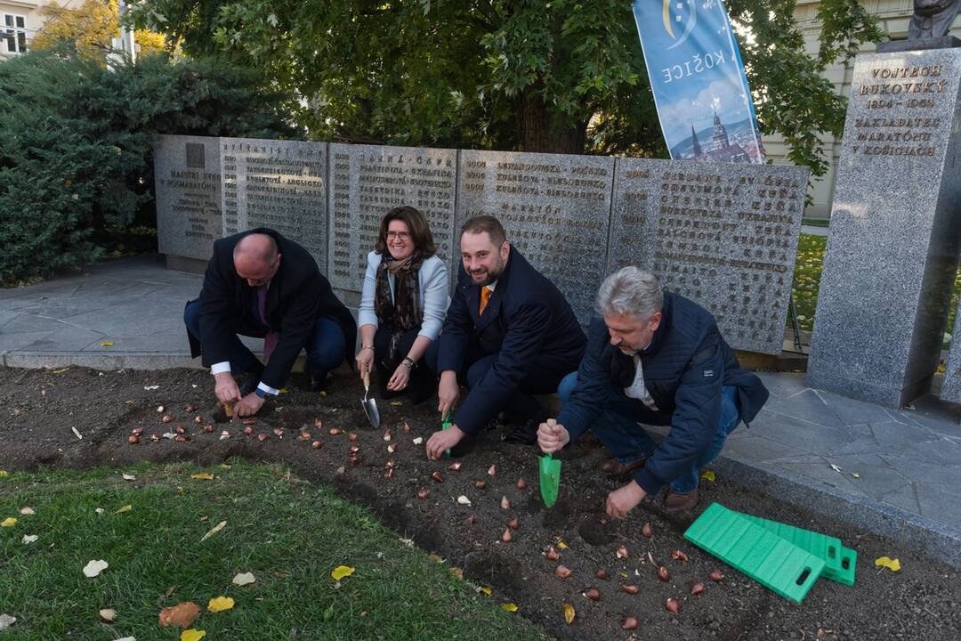 FOTO: Košice sa na jar premenia na Holandsko, foto 4