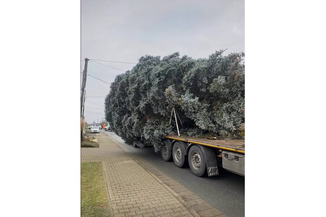 FOTO: Na námestí v Michalovciach sa už týči vianočný stromček, foto 5