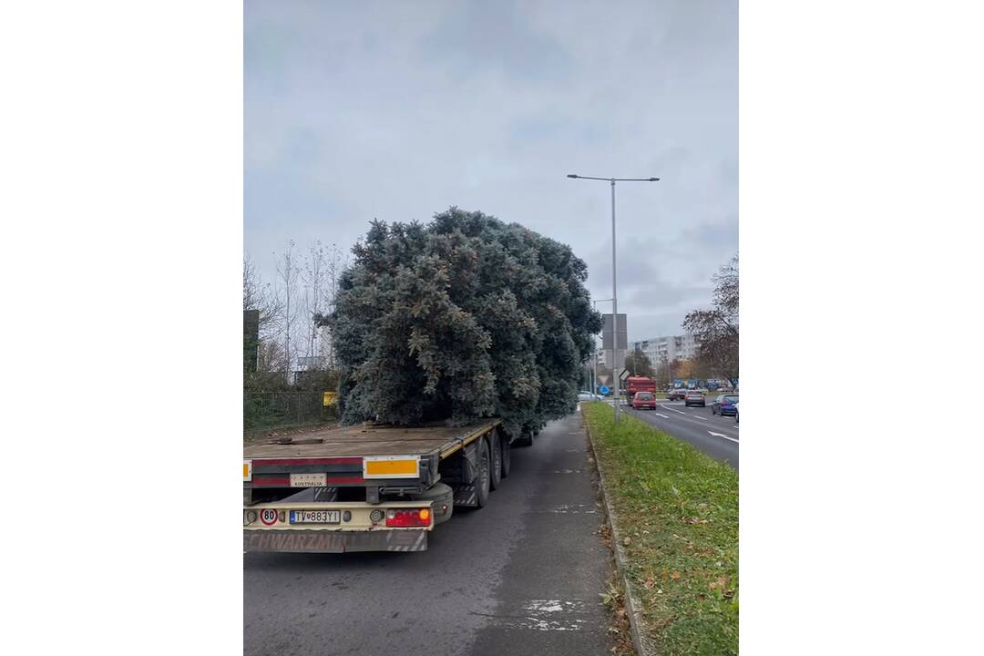 FOTO: Na námestí v Michalovciach sa už týči vianočný stromček, foto 6