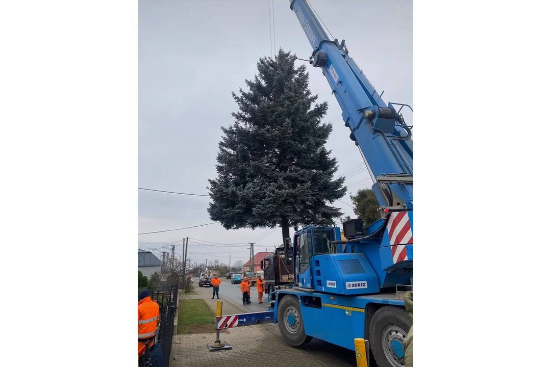 FOTO: Na námestí v Michalovciach sa už týči vianočný stromček, foto 3