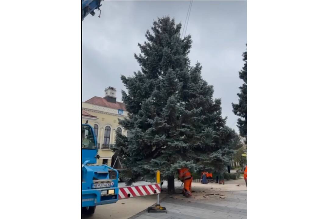 FOTO: Na námestí v Michalovciach sa už týči vianočný stromček, foto 7