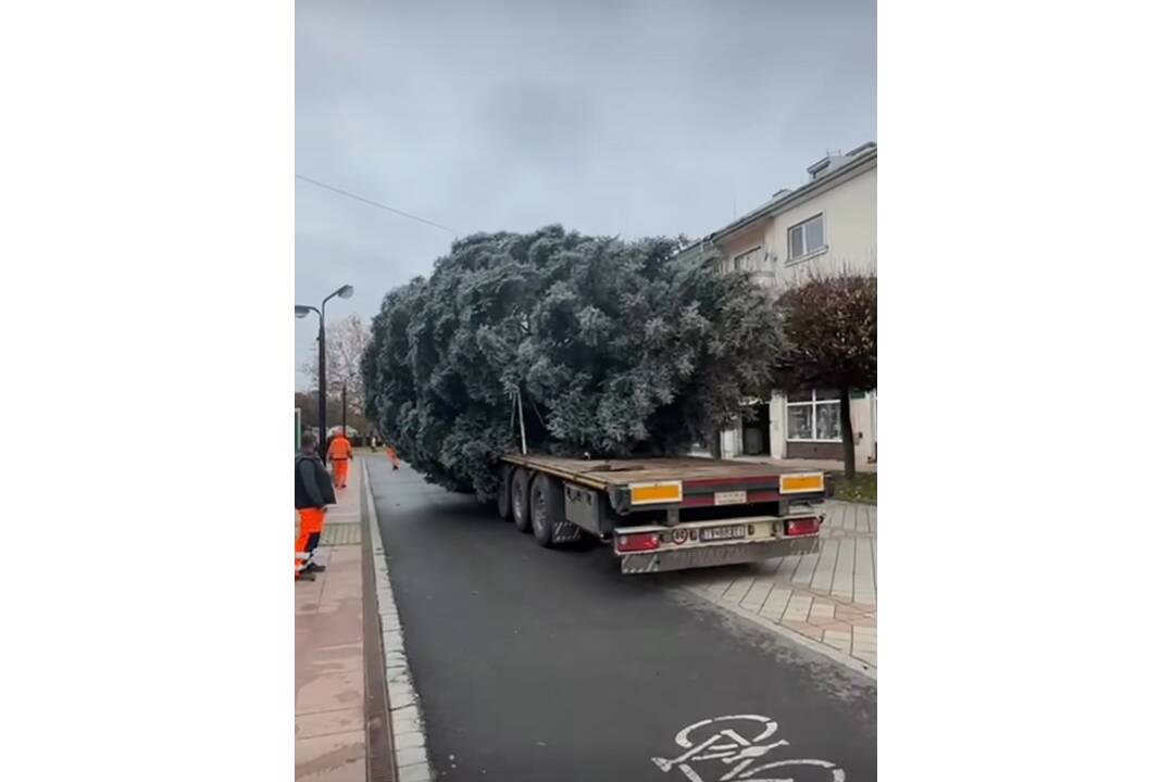 FOTO: Na námestí v Michalovciach sa už týči vianočný stromček, foto 10