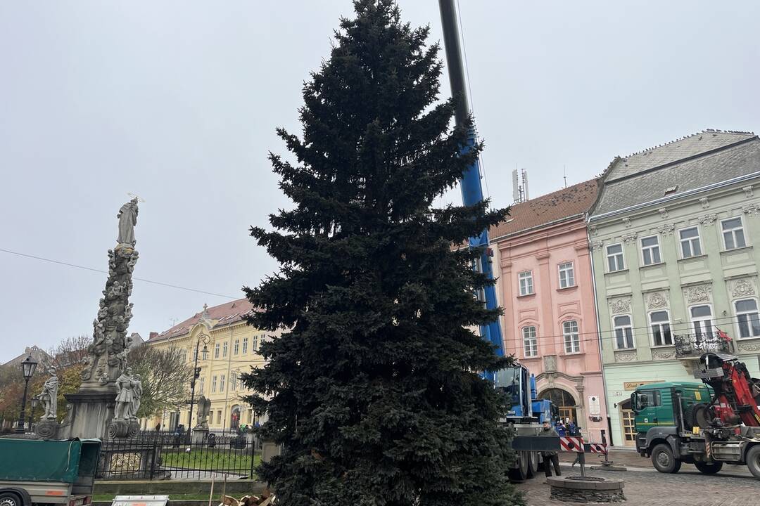 Vianočný stromček dorazil na Hlavnú, foto 1