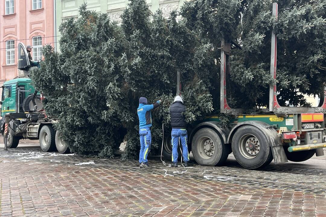 Vianočný stromček dorazil na Hlavnú, foto 8