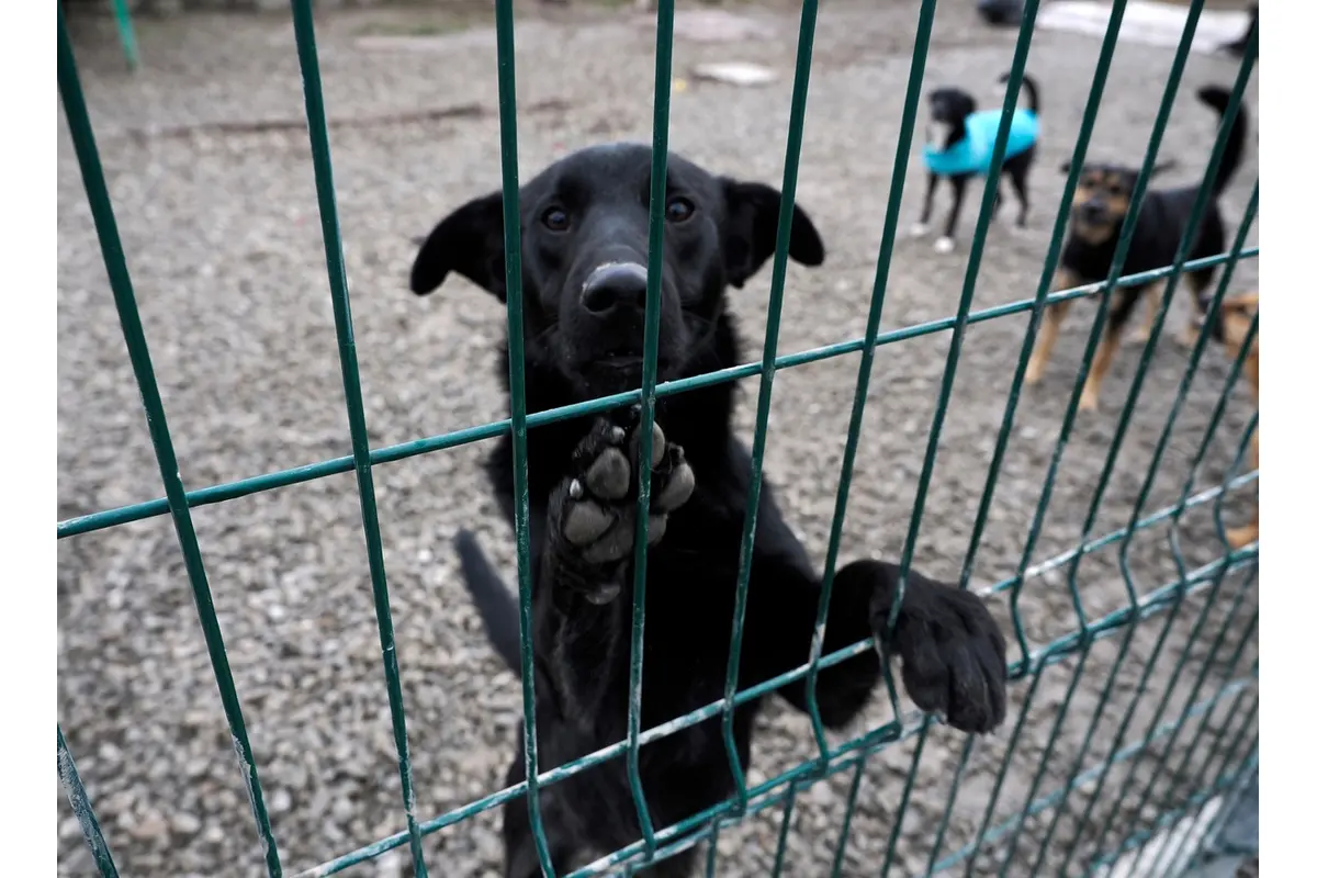 Košičania mysleli pred Vianocami aj na opustených chlpáčikov, foto 6