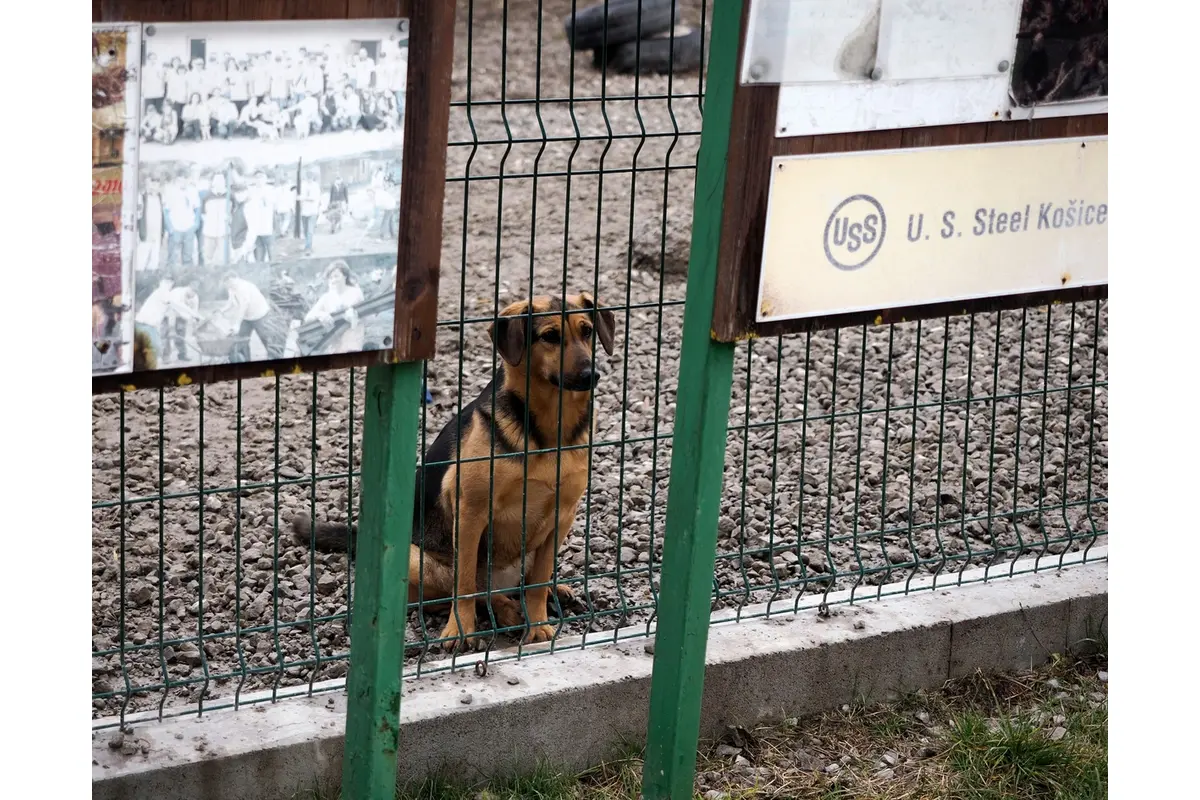 Košičania mysleli pred Vianocami aj na opustených chlpáčikov, foto 7